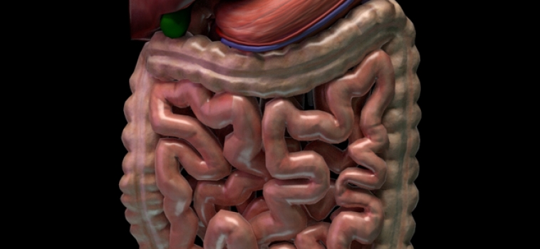 Simulador 3D de Resonancia Magnética para Gastroenterología