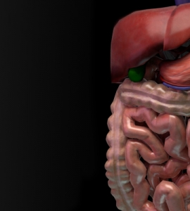 Simulador 3D de RM para Gastoenterología